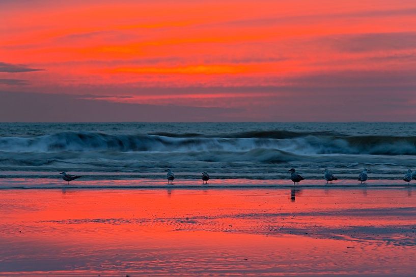 Meeuwen op het strand na zonsondergang van Anton de Zeeuw