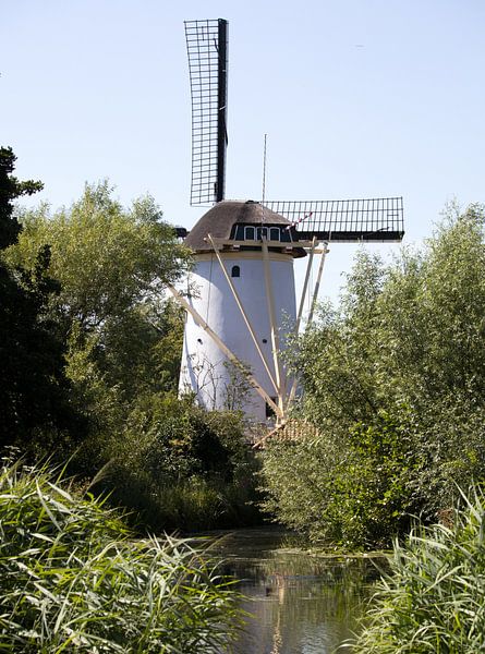 Un petit moulin à vent néerlandais le long d'un étang avec des plantes vertes à Schiedam aux Pays-Ba par N. Rotteveel
