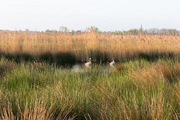 Landscape with gooses