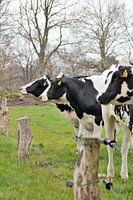 Vaches