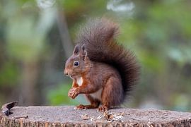 Little red squirrel