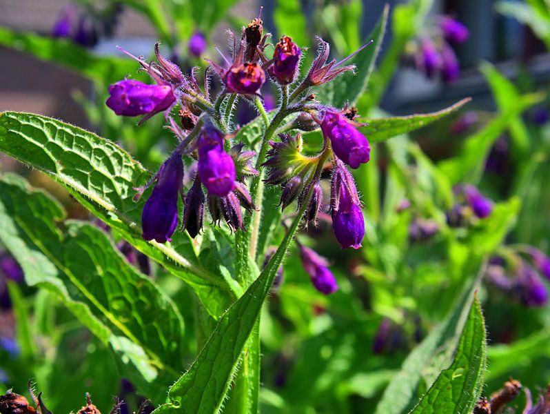 Fleurs du jardin de devant par Edgar Schermaul