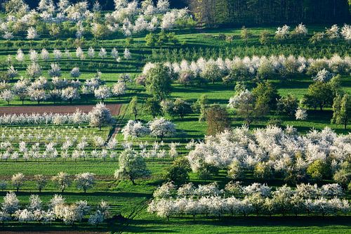 Kersenbomen in volle bloei