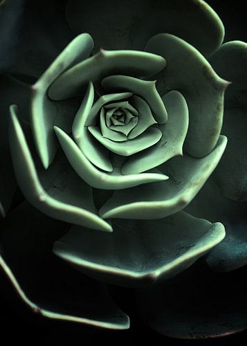 DONKERE KANT VAN VETPLANTEN XVIII-D