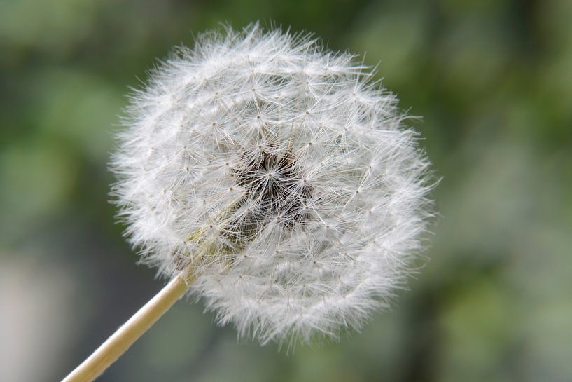 Löwenzahnblume auf grünem Hintergrund von Evelien Doosje