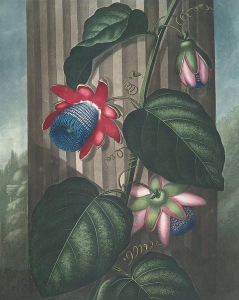 The Winged Passion-Flower, Robert John Thornton by Masterful Masters