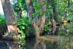Der Spreewald 6.0