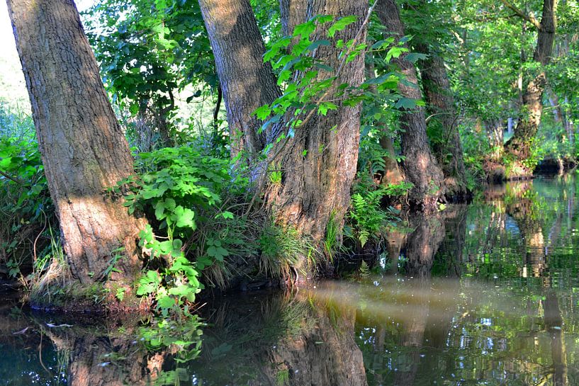 Der Spreewald 6.0 von Ingo Laue