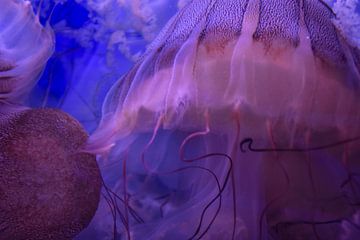 Jellyfish 1 by Merel Pape Photography