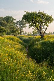 Spring walk through fields of golden rapeseed in bloom at Werk aan de Groeneweg by Manon Huls
