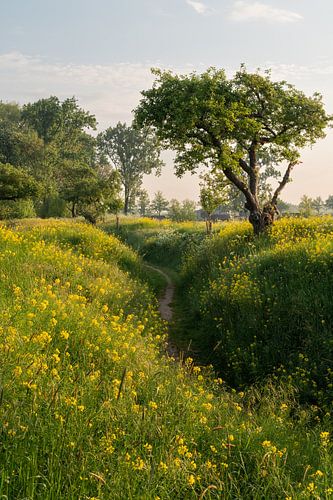 Spring walk through fields of golden rapeseed in bloom at Werk aan de Groeneweg