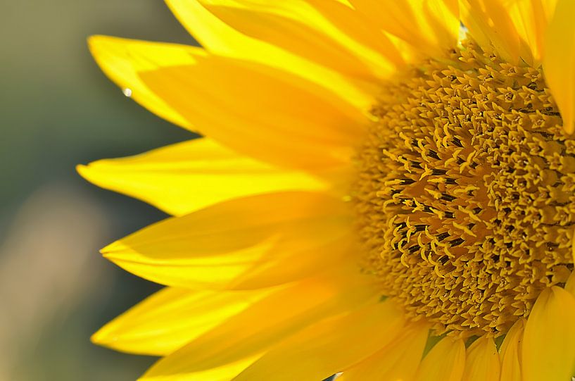 zonnebloem van Zwergls Lichtermeer
