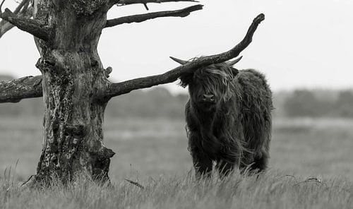 Scottish Highlander 4