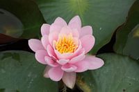 Waterlily