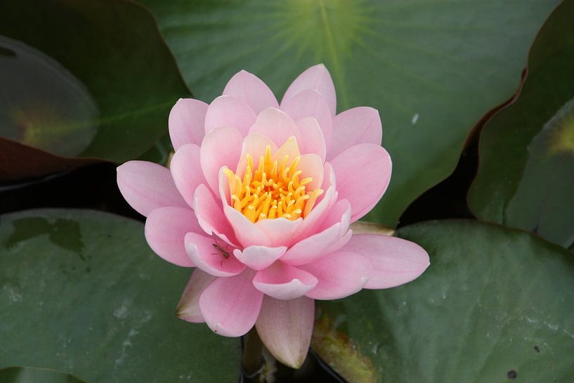 Waterlily by Marianne van den Bogaerdt