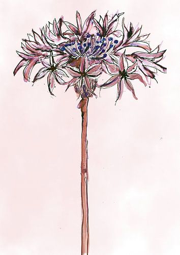 Drawn cornflower with pen and ink