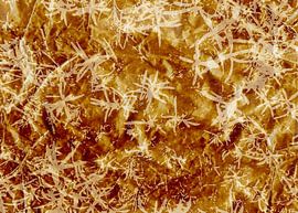 Gouden gras. Abstract botanisch van Dina Dankers