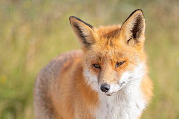 Fox in the sun in the Amsterdam Water Supply Dunes by Nanda Bussers