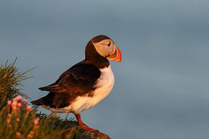 Puffin sur Menno Schaefer