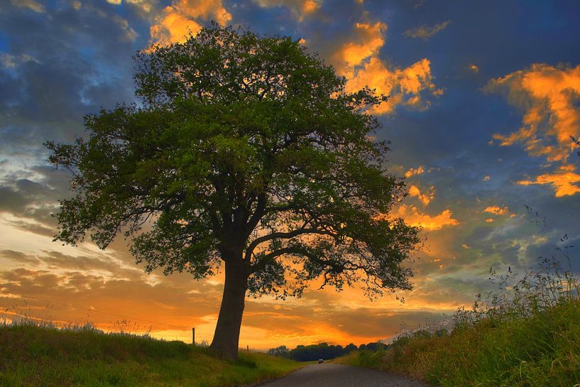 Boom bij zonsondergang van peterheinspictures