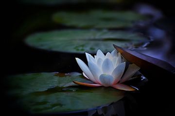 Mystic water lily by marlika art