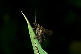 Hübscher Prachtkäfer verlässt Ruheplatz von Geert Perdaens