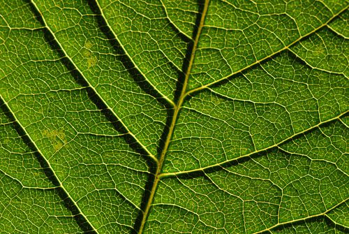 Bladnervenstructuur horizontaal