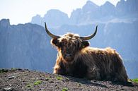 Schottische Highlander in den Dolomiten von Michael Jansen Miniaturansicht