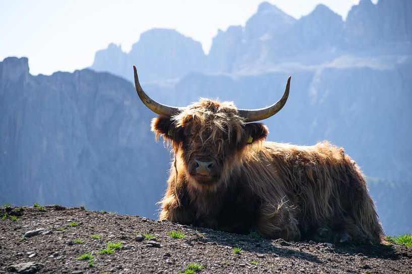 Schottische Highlander in den Dolomiten von Michael Jansen