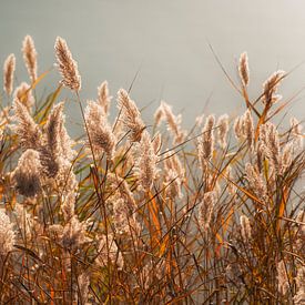 Flüstern im Licht von Harry Cathunter