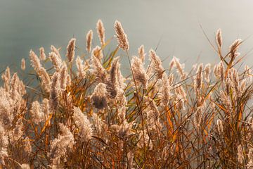 Whispering in the Light