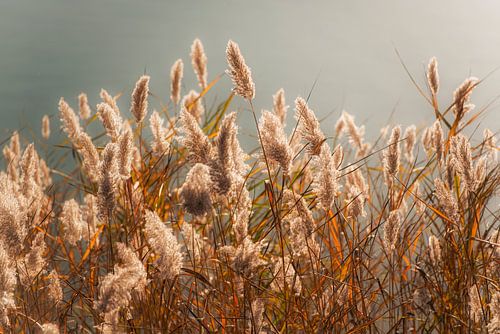 Flüstern im Licht von Harry Cathunter