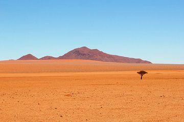 Paysage désertique solitaire
