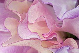 Wavy leaves of a lilac lathyrus flower by Gert van Santen