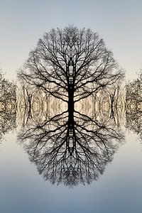 Spiegelung eines Baumes 2
