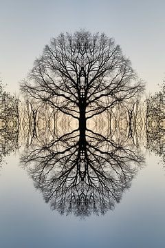 Spiegelung eines Baumes 2