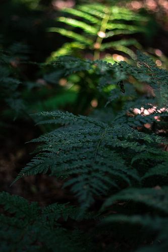 After the dark comes light