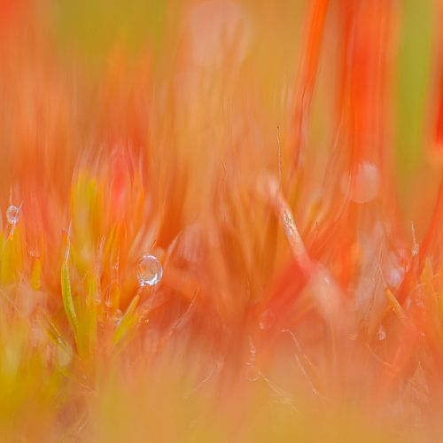 Orange, Grün und ein Tautropfen, ein Gedicht in Farbe