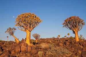 Baum im Kronendach des Waldes