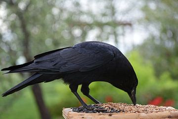 A crow at the feeder by Claude Laprise