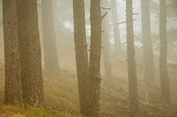 Nebelgeister im korsischen Wald von Fartifos Miniaturansicht