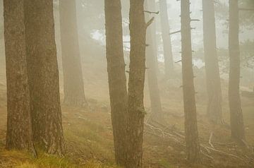 Nebelgeister im korsischen Wald von Fartifos