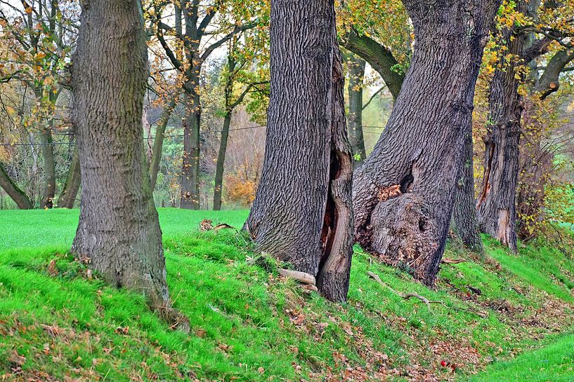 oude bomen van Edgar Schermaul