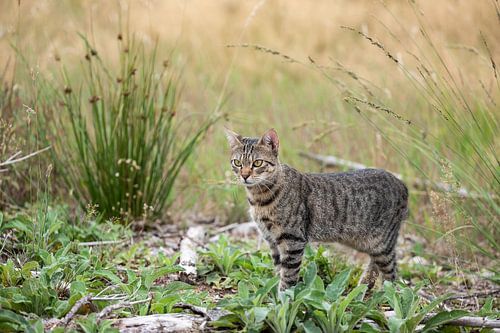 Tabby Cat in the Woods