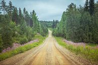 Dennenbomen langs onverharde weg in Finland van Jille Zuidema thumbnail