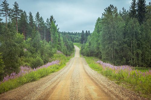 Dennenbomen langs onverharde weg in Finland