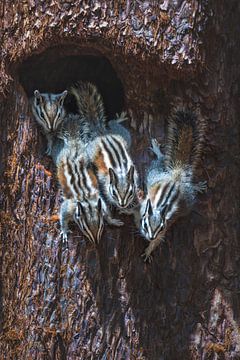 Junge Erdhörnchen vor ihrer Höhle