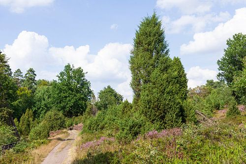 Heath landscape, Heiede blossom, Steingrund, Niederhaverbeck