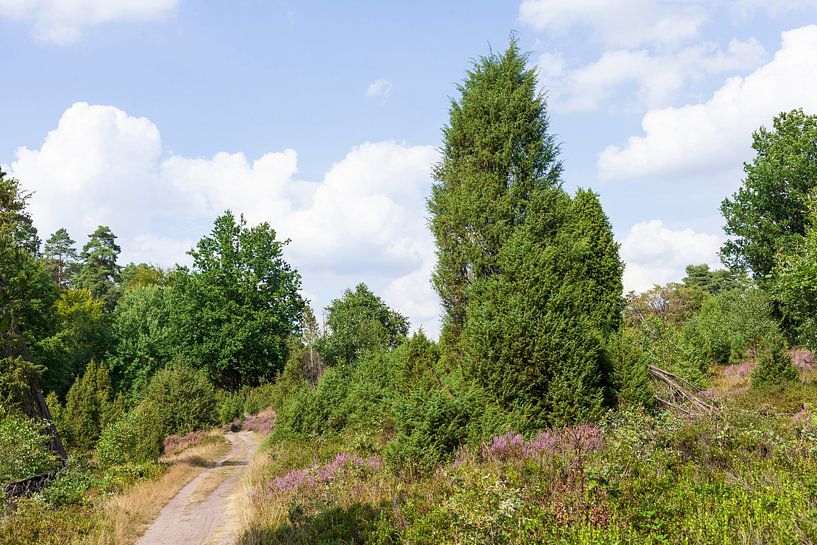 Heidelandschap, Heiedebloesem, Steingrund, Niederhaverbeck van Torsten Krüger