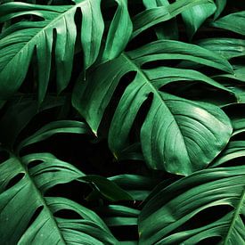 Greens by Nikita Abakumov